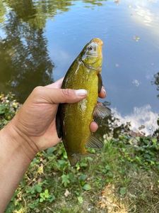 Tench