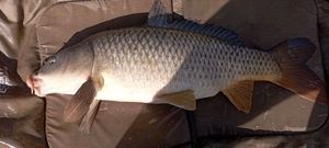 Common Carp