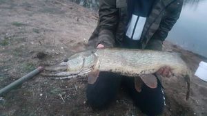 Northern Pike