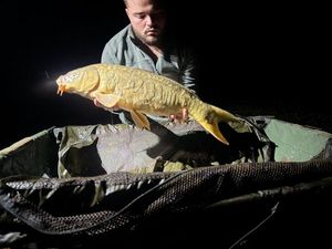 Mirror Carp