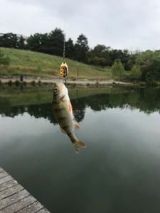 European Perch
