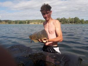 Common Carp