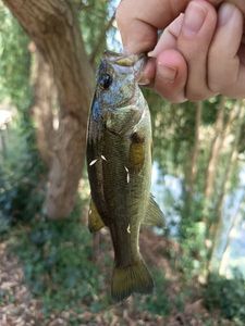 Largemouth Bass