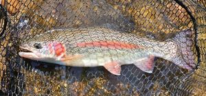 Rainbow Trout