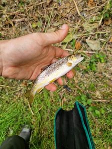 Brown Trout