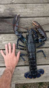 European Lobster