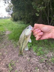 Largemouth Bass