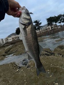 European Bass (Seabass)