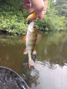European Perch
