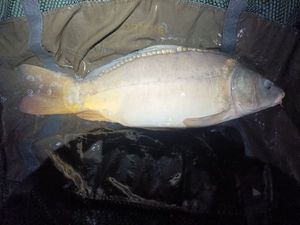 Mirror Carp