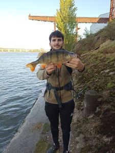 European Perch