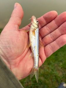Gudgeon