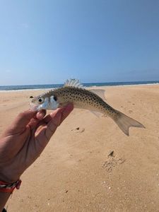 Spotted Seabass