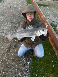 European Bass (Seabass)