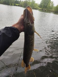 Northern Pike