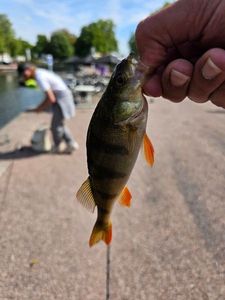 European Perch