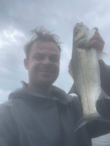 European Bass (Seabass)