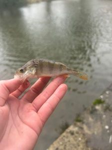 European Perch