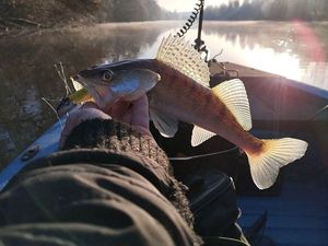 Zander