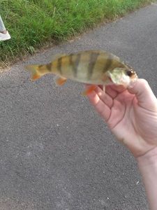 European Perch