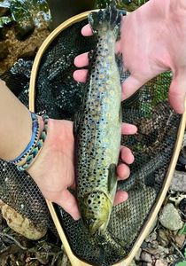 Brown Trout