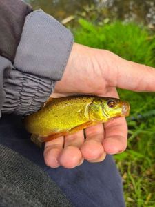 Tench