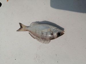 Black Seabream