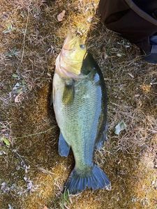 Largemouth Bass