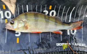 European Perch