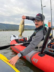 Largemouth Bass