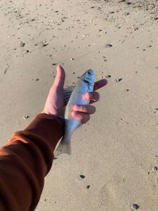 European Bass (Seabass)