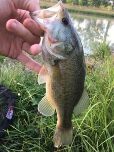 Largemouth Bass