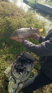 Common Carp