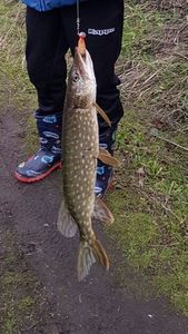 Northern Pike