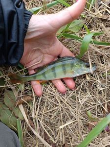 European Perch