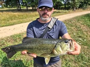 Largemouth Bass