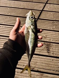 Mediterranean Horse Mackerel