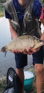 Crucian Carp