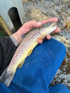 Brown Trout