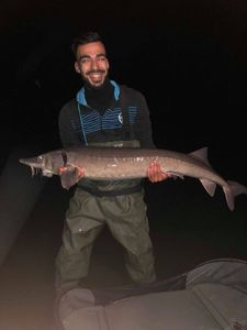 Sturgeon