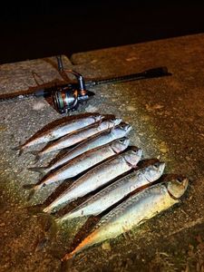 Mackerel