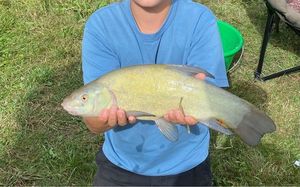 Tench
