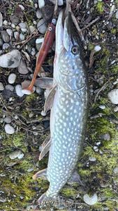 Northern Pike