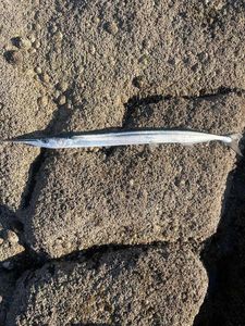 Garfish