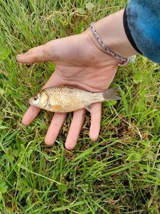 Common Carp