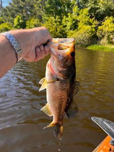 Largemouth Bass