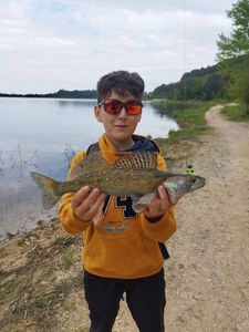 Zander