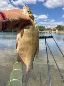 Common Bream