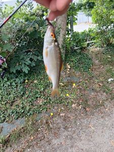 Roach