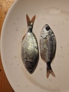 Black Seabream